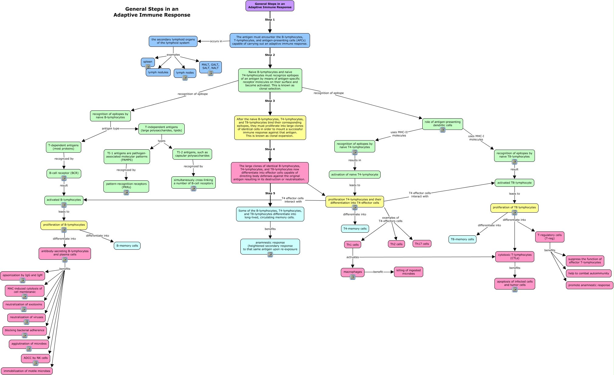 answers-general-steps-adaptive-immunity-html